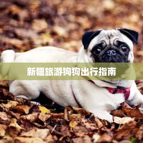 新疆旅游狗狗出行指南