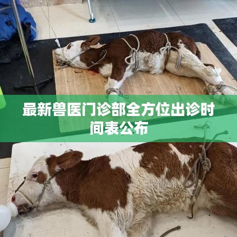 最新兽医门诊部全方位出诊时间表公布