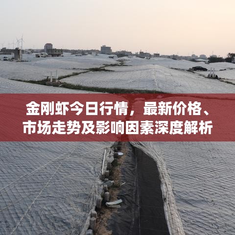 金刚虾今日行情，最新价格、市场走势及影响因素深度解析