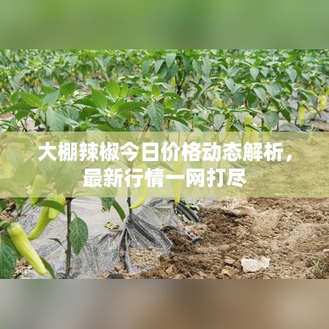大棚辣椒今日价格动态解析，最新行情一网打尽