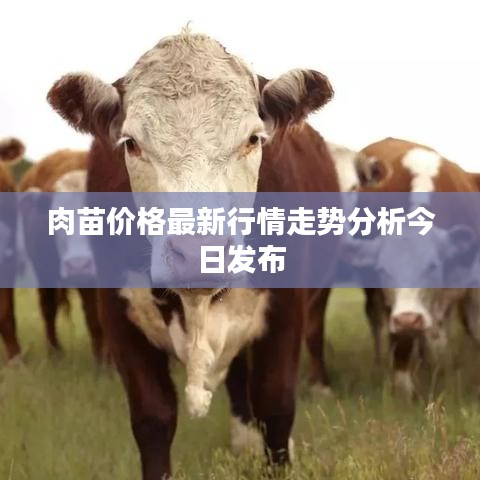 肉苗价格最新行情走势分析今日发布