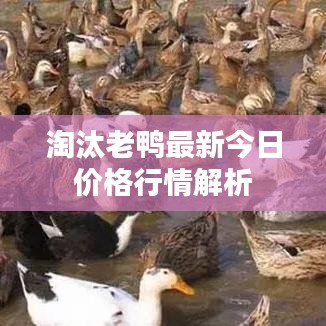 淘汰老鸭最新今日价格行情解析