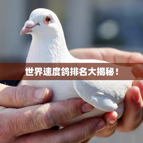 世界速度鸽排名大揭秘！