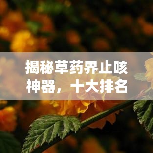 揭秘草药界止咳神器，十大排名助你快速找到最佳选择！