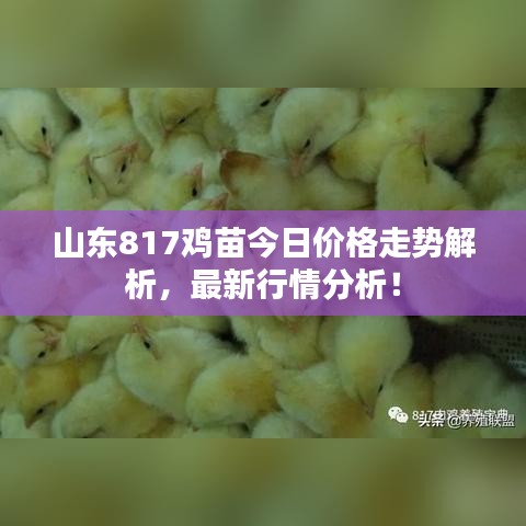 山东817鸡苗今日价格走势解析，最新行情分析！
