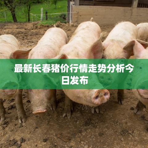 最新长春猪价行情走势分析今日发布