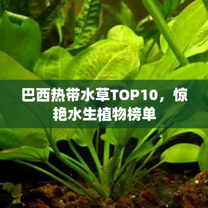 巴西热带水草TOP10，惊艳水生植物榜单