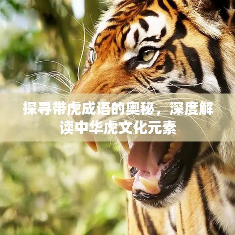 探寻带虎成语的奥秘，深度解读中华虎文化元素