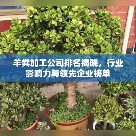 羊粪加工公司排名揭晓，行业影响力与领先企业榜单