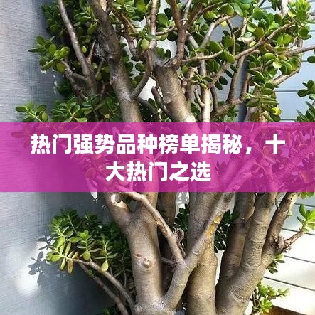 热门强势品种榜单揭秘，十大热门之选