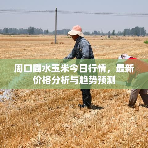 周口商水玉米今日行情，最新价格分析与趋势预测