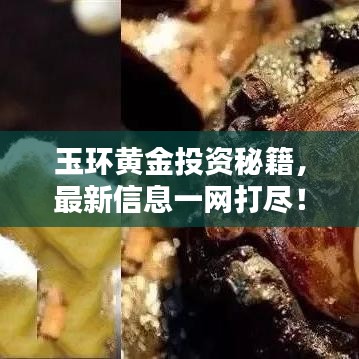 玉环黄金投资秘籍，最新信息一网打尽！