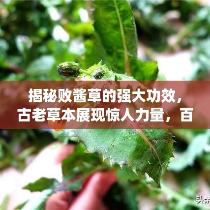 飞扬拨扈