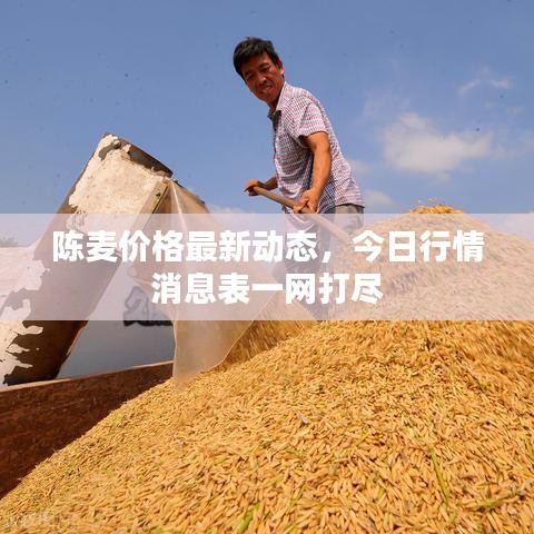 陈麦价格最新动态，今日行情消息表一网打尽