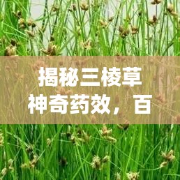 揭秘三棱草神奇药效，百度带你深入了解解析
