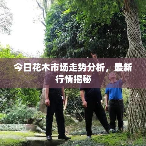 今日花木市场走势分析，最新行情揭秘
