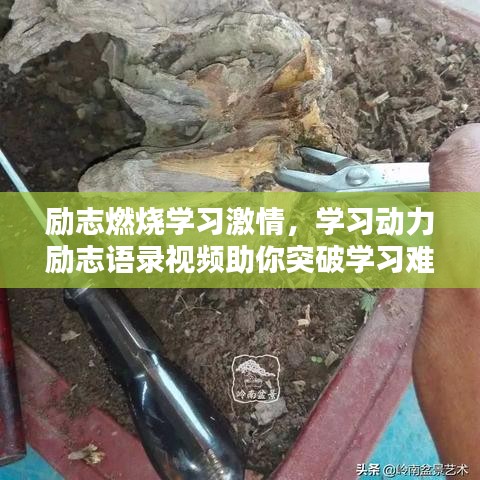 励志燃烧学习激情，学习动力励志语录视频助你突破学习难关