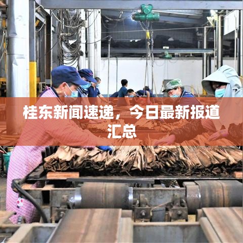 桂东新闻速递，今日最新报道汇总