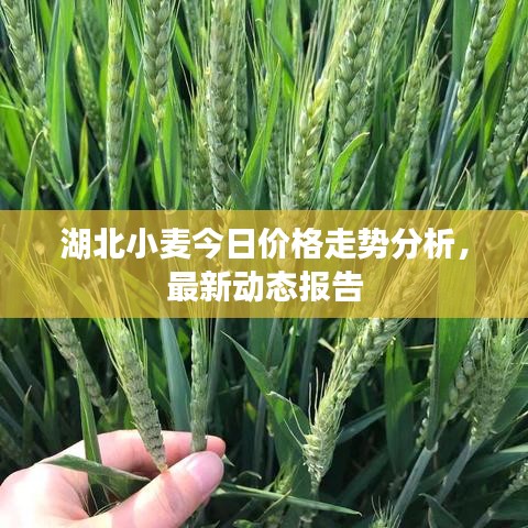 湖北小麦今日价格走势分析，最新动态报告