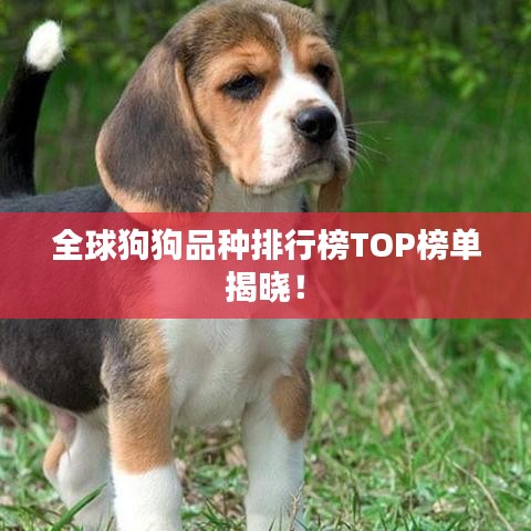 全球狗狗品种排行榜TOP榜单揭晓！
