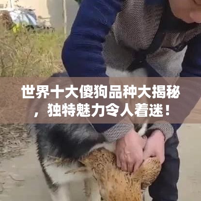 世界十大傻狗品种大揭秘，独特魅力令人着迷！