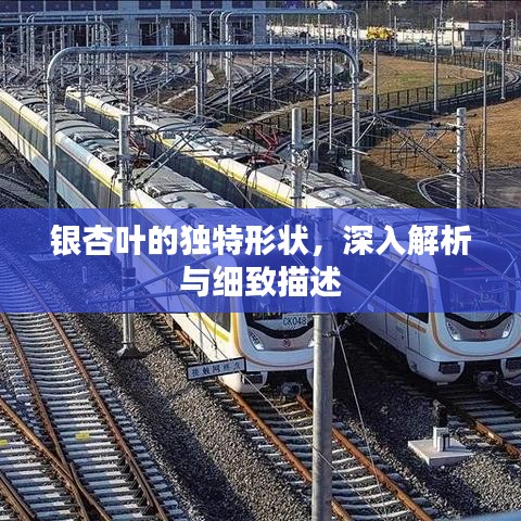 银杏叶的独特形状，深入解析与细致描述