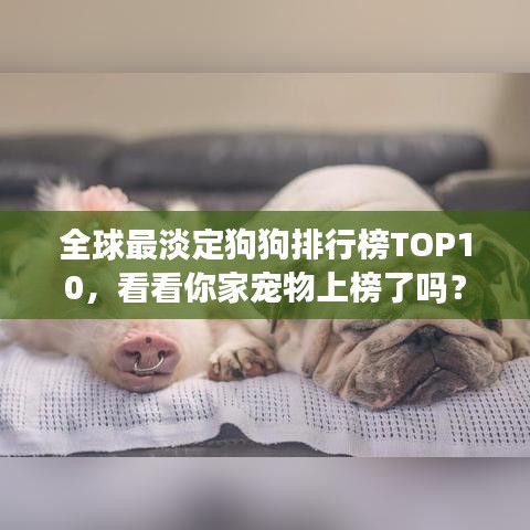 全球最淡定狗狗排行榜TOP10，看看你家宠物上榜了吗？