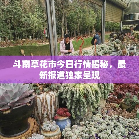 斗南草花市今日行情揭秘，最新报道独家呈现