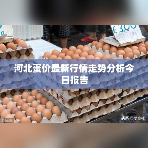 河北蛋价最新行情走势分析今日报告