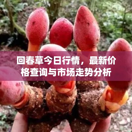 回春草今日行情，最新价格查询与市场走势分析