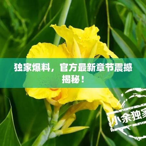 独家爆料，官方最新章节震撼揭秘！