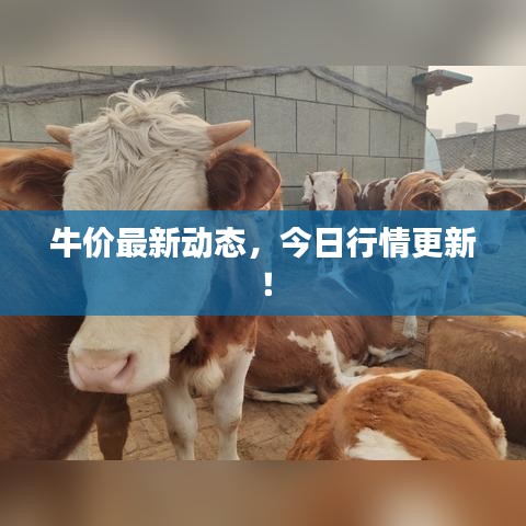 牛价最新动态，今日行情更新！
