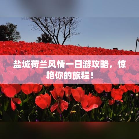 盐城荷兰风情一日游攻略，惊艳你的旅程！