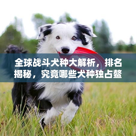 全球战斗犬种大解析，排名揭秘，究竟哪些犬种独占鳌头？