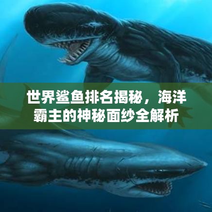 世界鲨鱼排名揭秘，海洋霸主的神秘面纱全解析