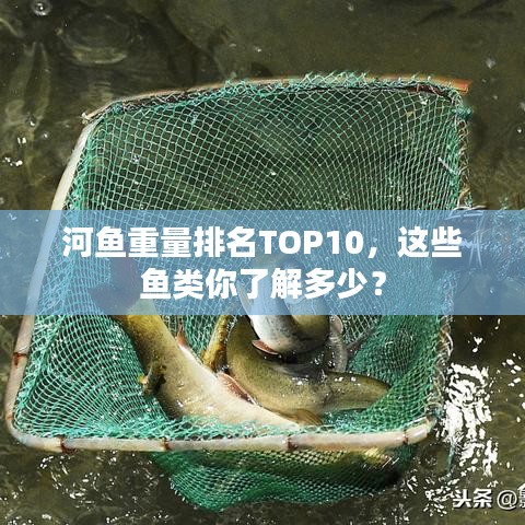 纲举目张