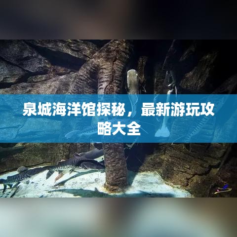 泉城海洋馆探秘，最新游玩攻略大全
