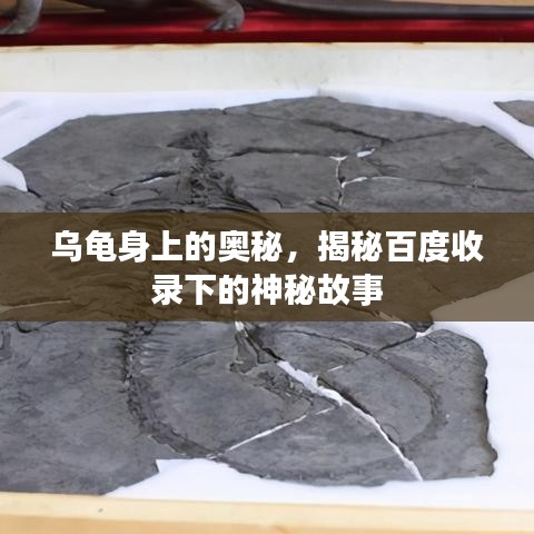 乌龟身上的奥秘，揭秘百度收录下的神秘故事
