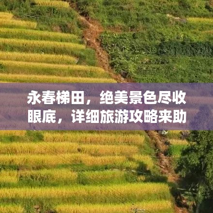 虫言鸟迹