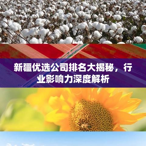 新疆优选公司排名大揭秘，行业影响力深度解析