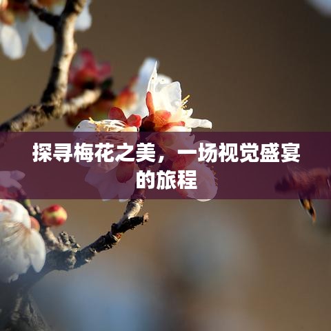 探寻梅花之美，一场视觉盛宴的旅程