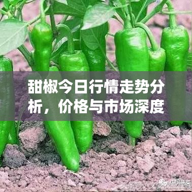 甜椒今日行情走势分析，价格与市场深度解读