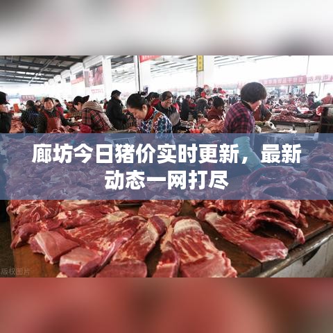 廊坊今日猪价实时更新，最新动态一网打尽