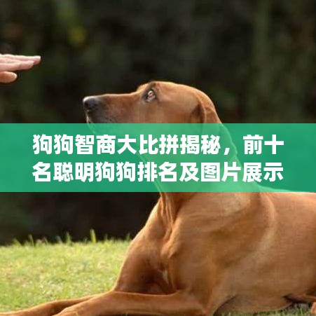 狗狗智商大比拼揭秘，前十名聪明狗狗排名及图片展示