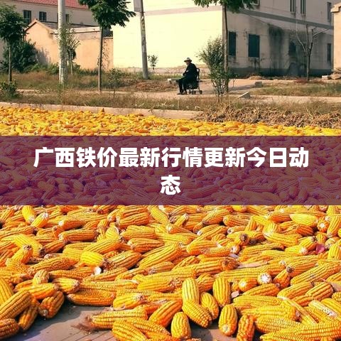 广西铁价最新行情更新今日动态