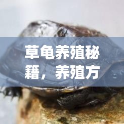 草龟养殖秘籍，养殖方法与注意事项全解析