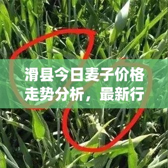 滑县今日麦子价格走势分析，最新行情解读