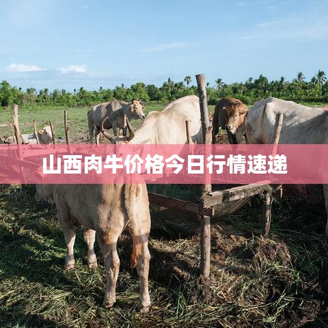 山西肉牛价格今日行情速递