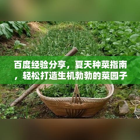 百度经验分享，夏天种菜指南，轻松打造生机勃勃的菜园子